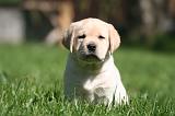 LABRADOR 1150
